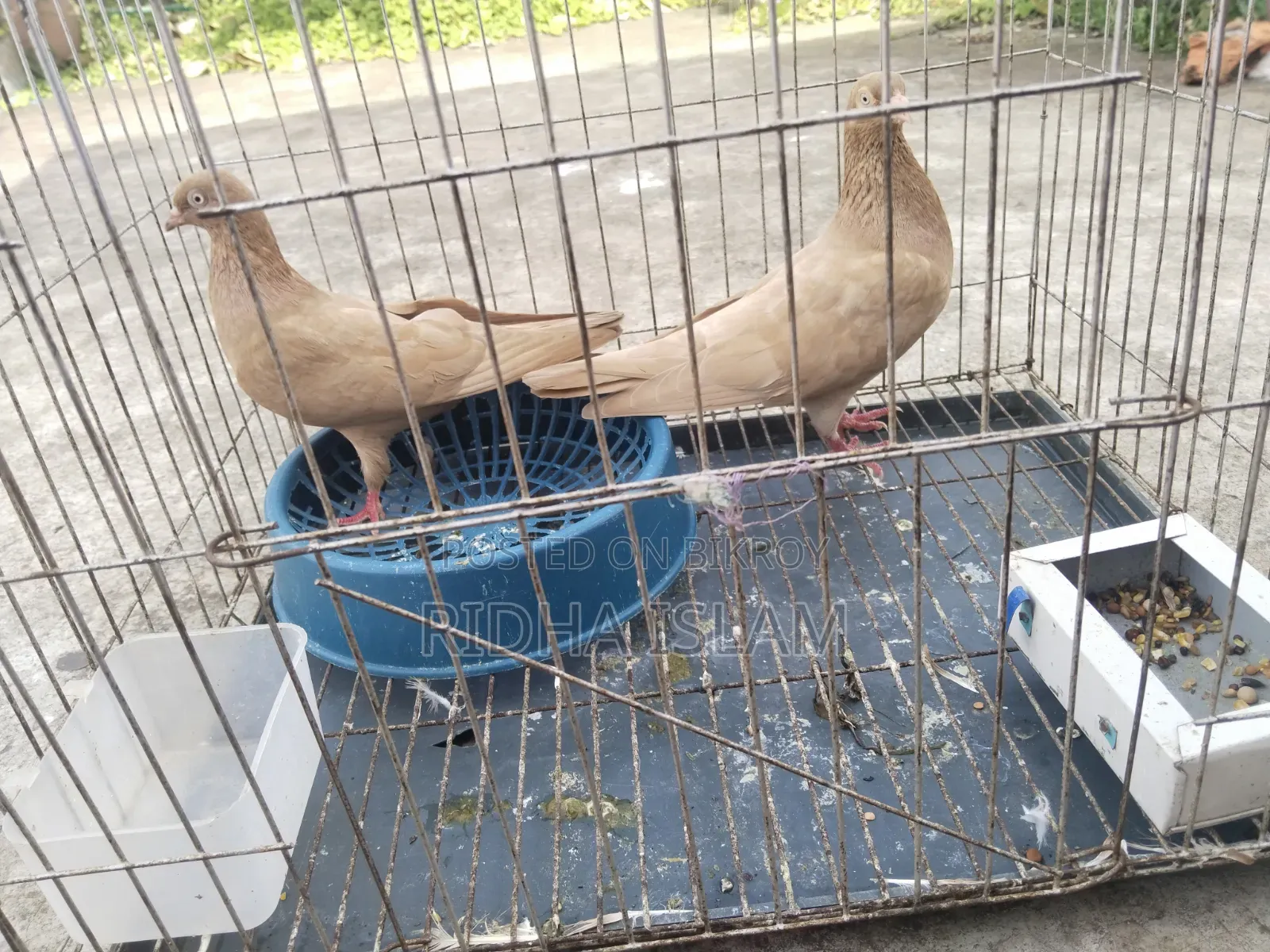 Kubutor for sell