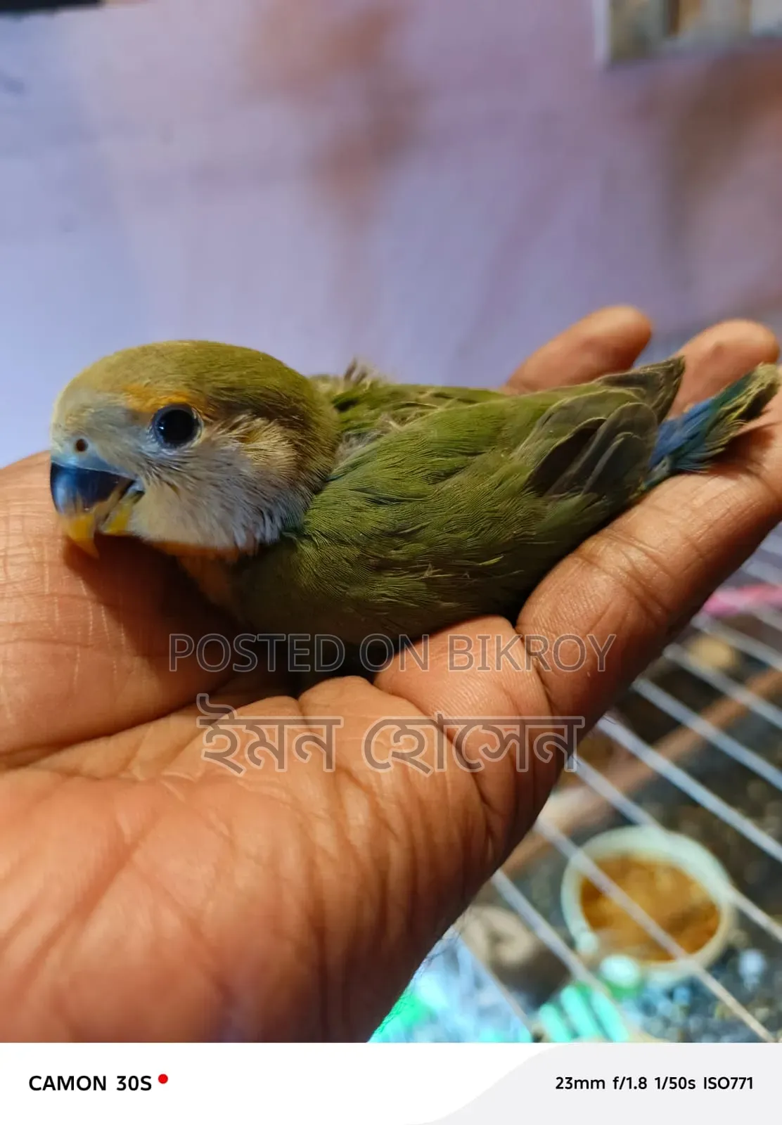 লাভ বার্ড বেবি