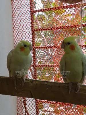 কোকাটেল পাখি