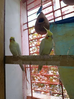 কোকাটেল পাখি