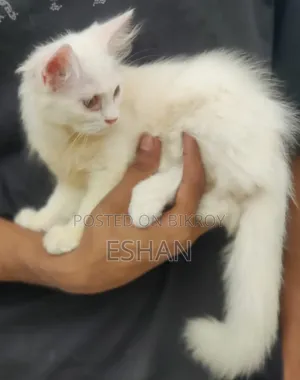 ৩-৬ মাস বয়সী ফিমেল পিওরব্রেড পার্সিয়ান