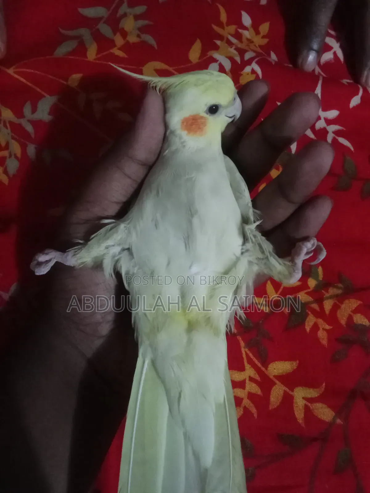 কোকাটেল পাখি