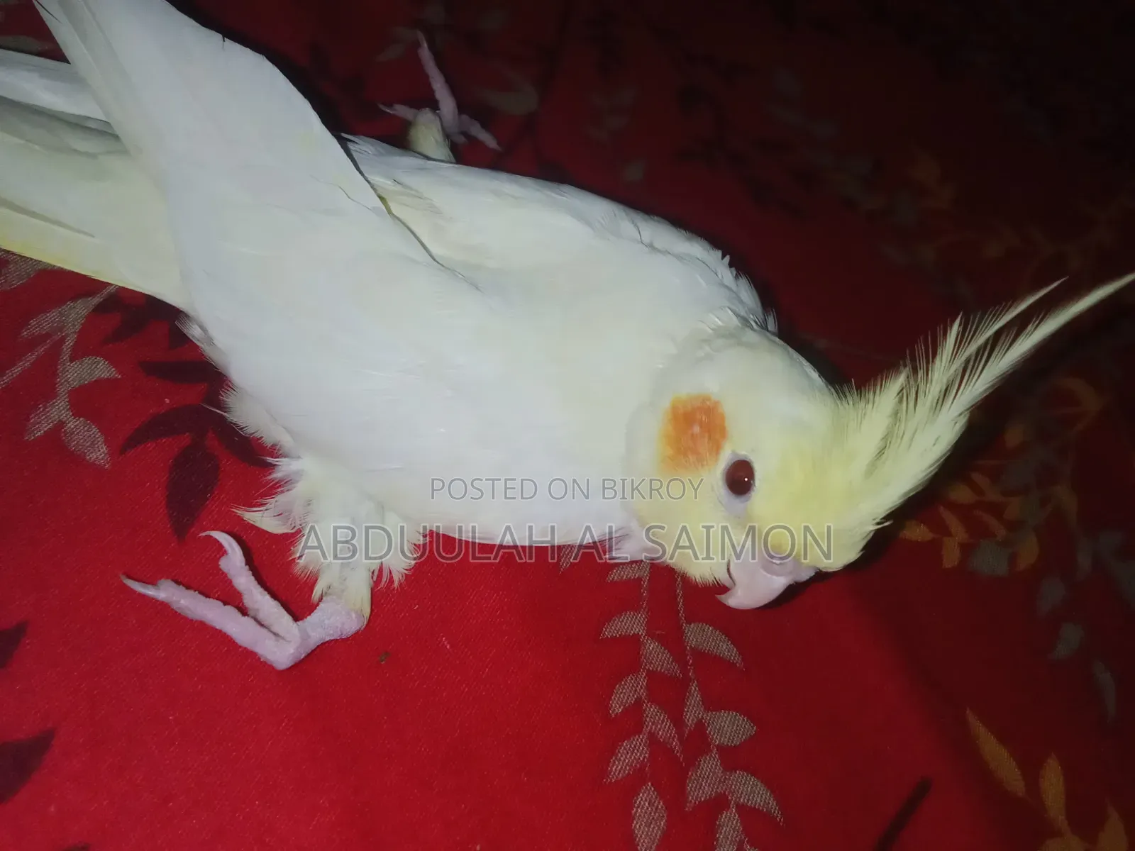 কোকাটেল পাখি
