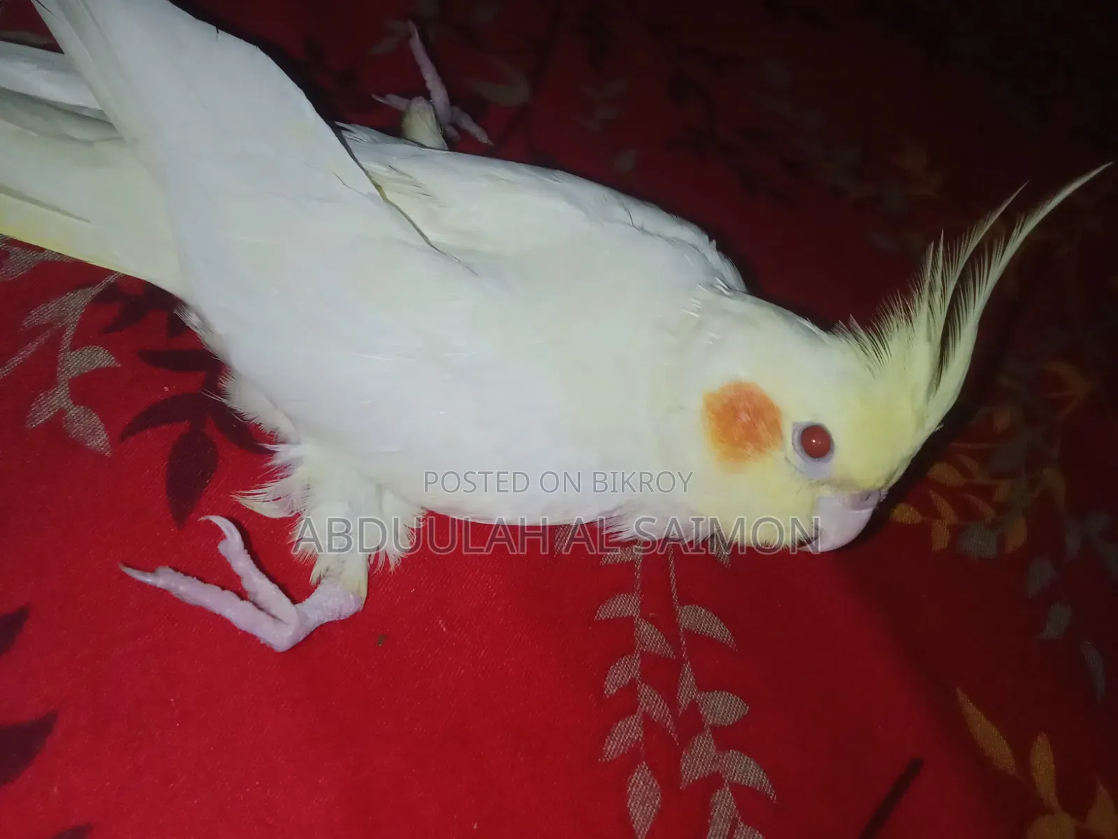 কোকাটেল পাখি