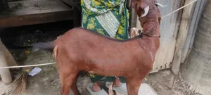 Goat for Sale