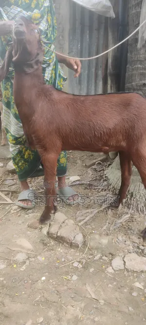 Goat for Sale