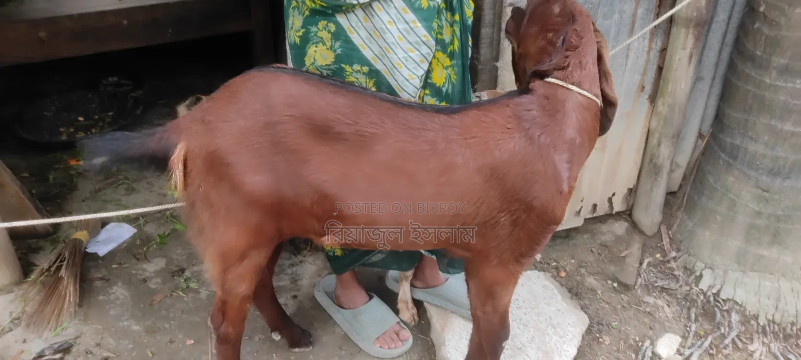 Goat for Sale