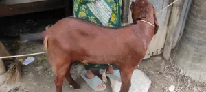Goat for Sale