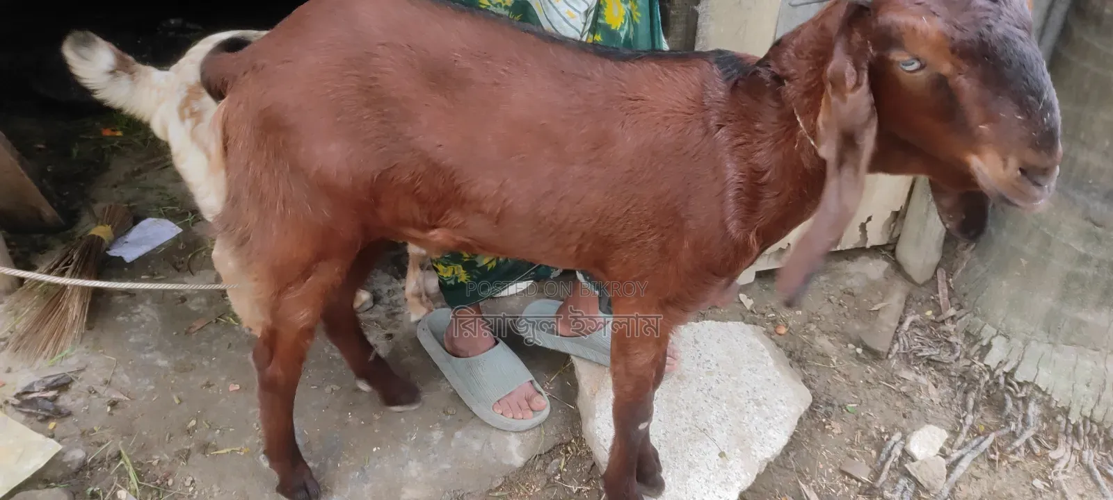 Goat for Sale