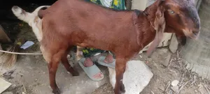 Goat for Sale
