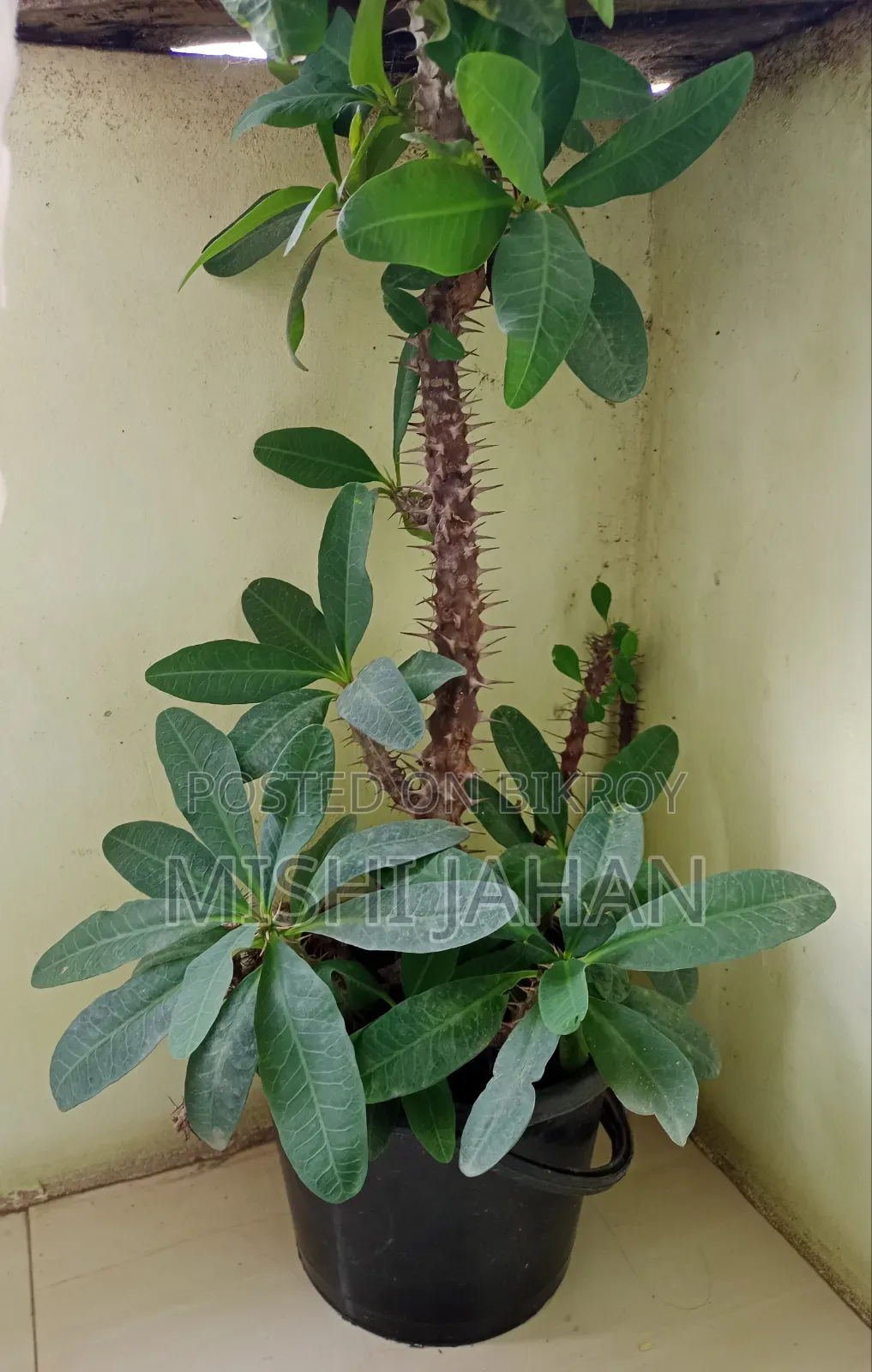 Cactus Plant