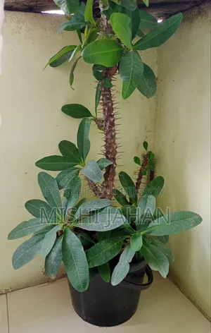 Cactus Plant