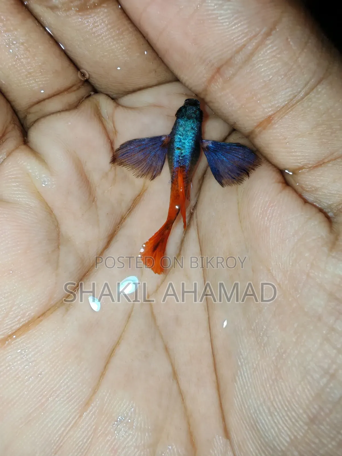আরটিপি এলিফ্যান্ট ইয়ার গুপি