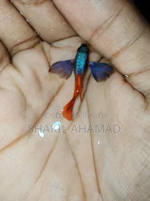আরটিপি এলিফ্যান্ট ইয়ার গুপি