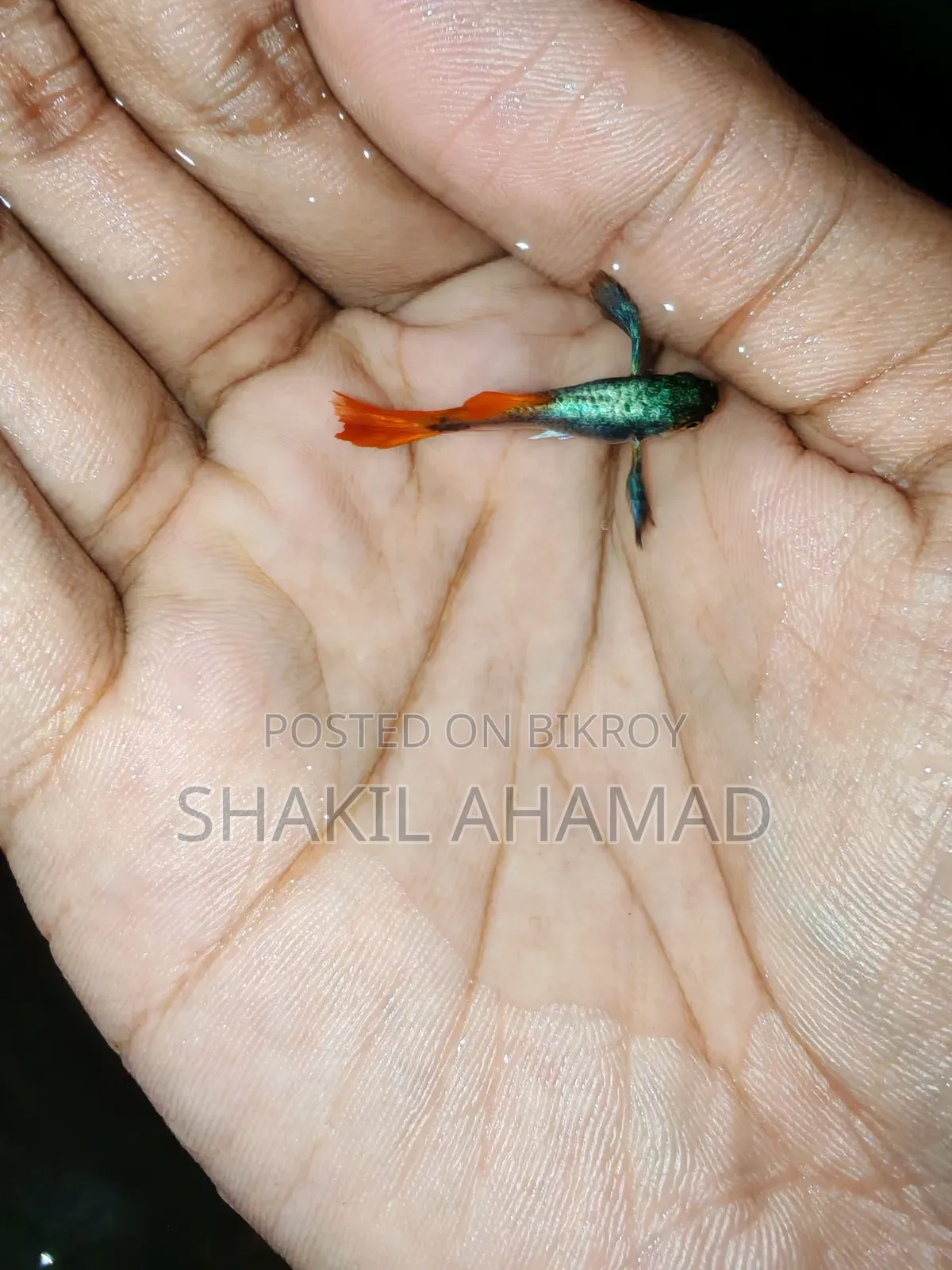 আরটিপি এলিফ্যান্ট ইয়ার গুপি