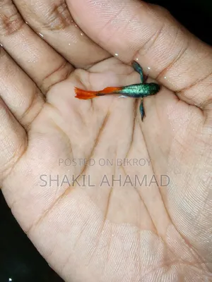 আরটিপি এলিফ্যান্ট ইয়ার গুপি