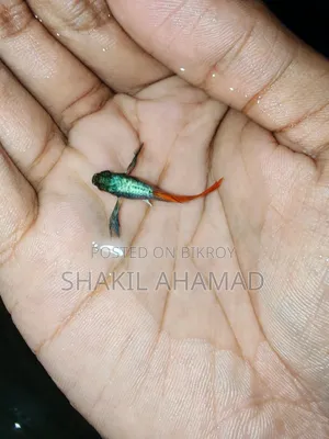 আরটিপি এলিফ্যান্ট ইয়ার গুপি