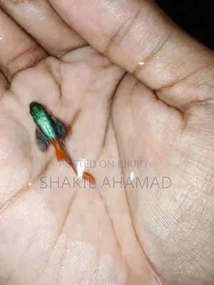 আরটিপি এলিফ্যান্ট ইয়ার গুপি