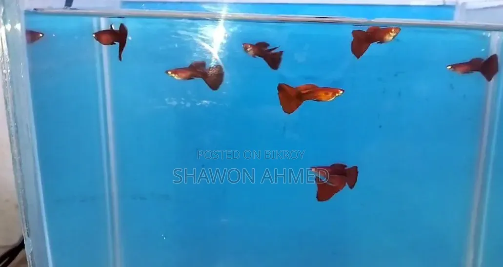 অ্যালবিনো ফুল রেড গাপ্পি
