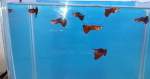 অ্যালবিনো ফুল রেড গাপ্পি