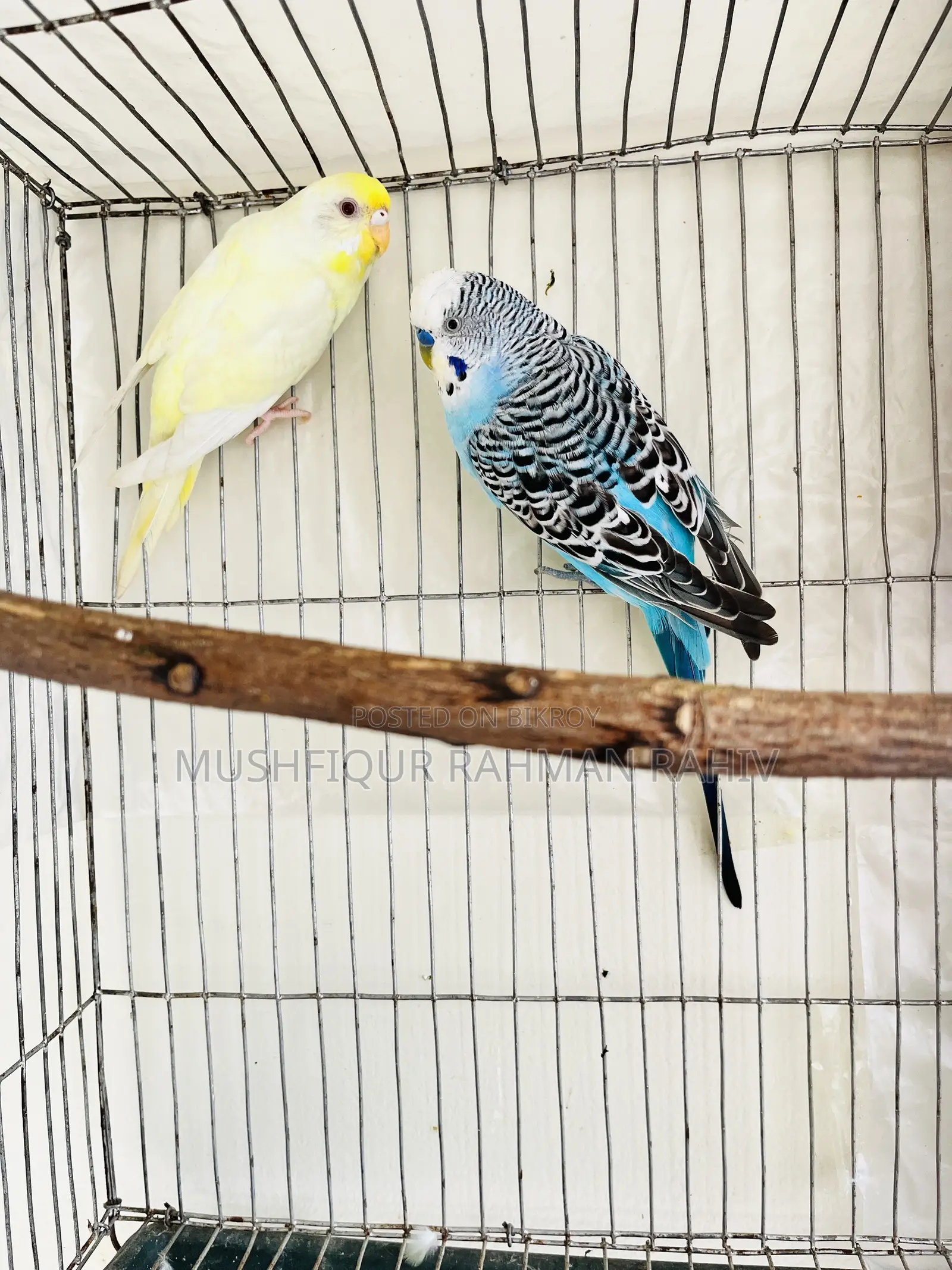 বাজরিগার পাখি