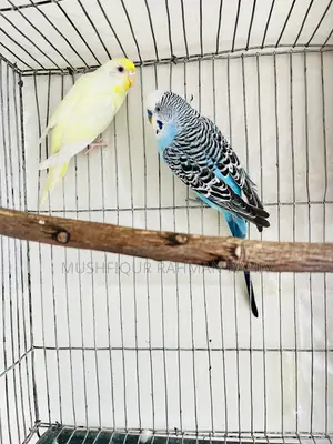 বাজরিগার পাখি