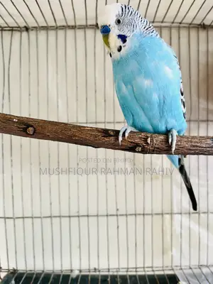 বাজরিগার পাখি