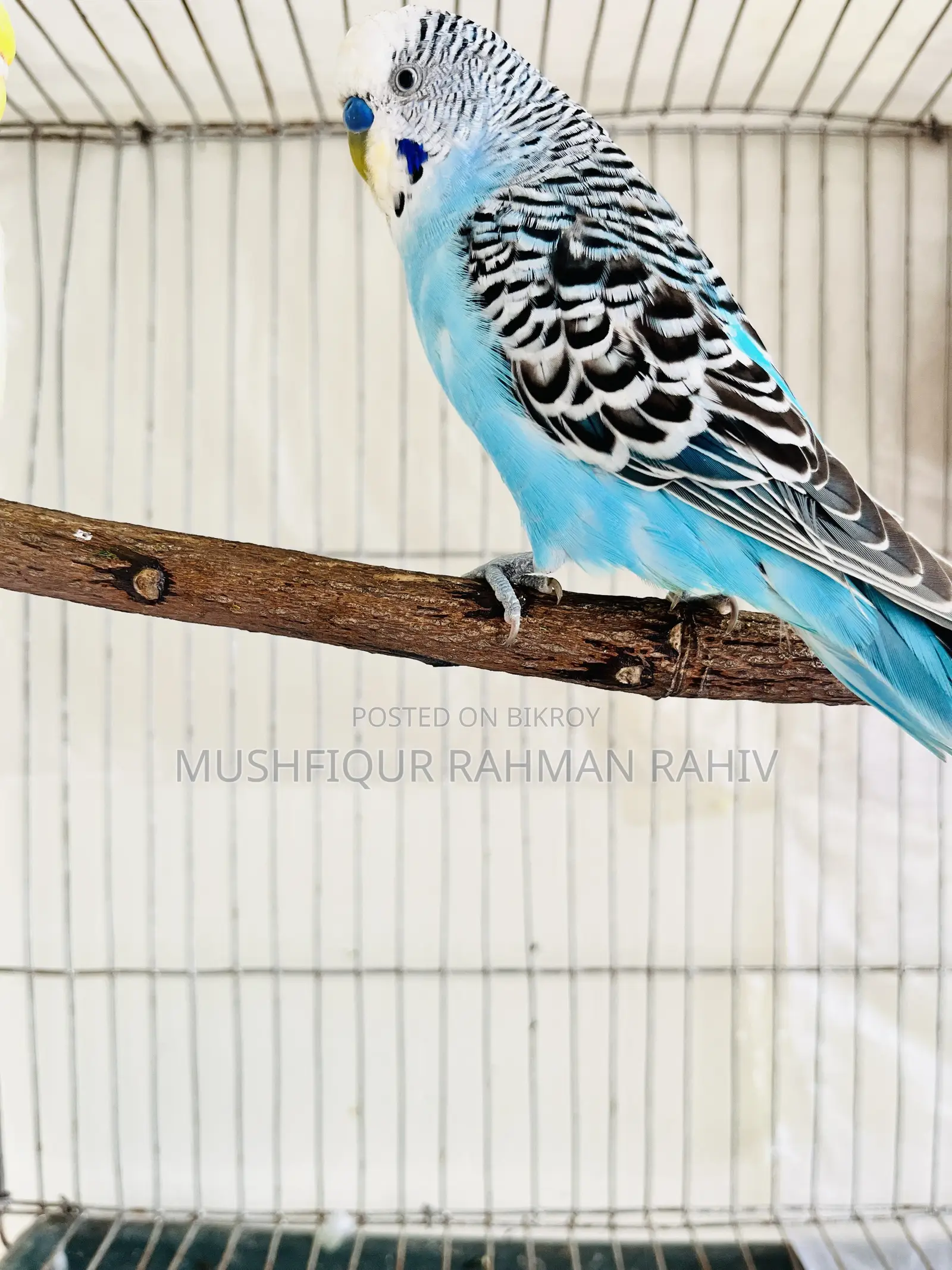 বাজরিগার পাখি