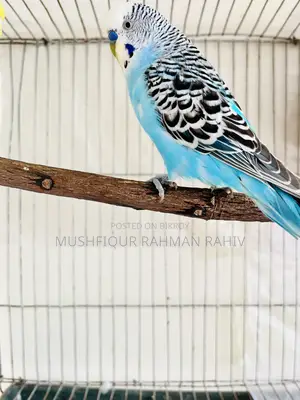 বাজরিগার পাখি