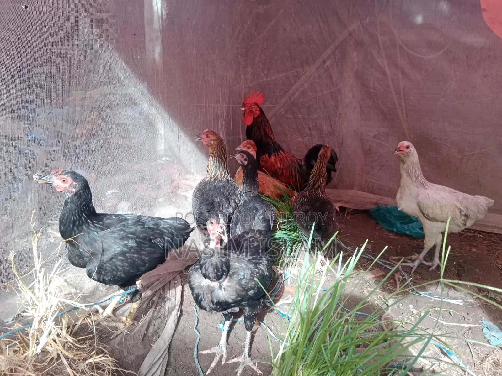 Deshi Chicken