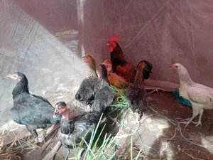 Deshi Chicken