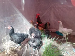 Deshi Chicken