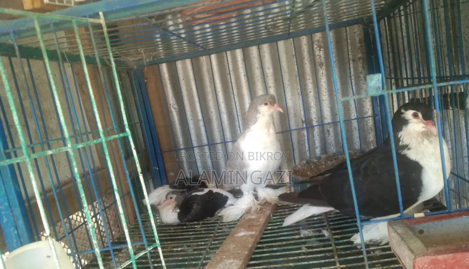 লাহোরী কবুতর বাচ্চা সহ বিক্রয়