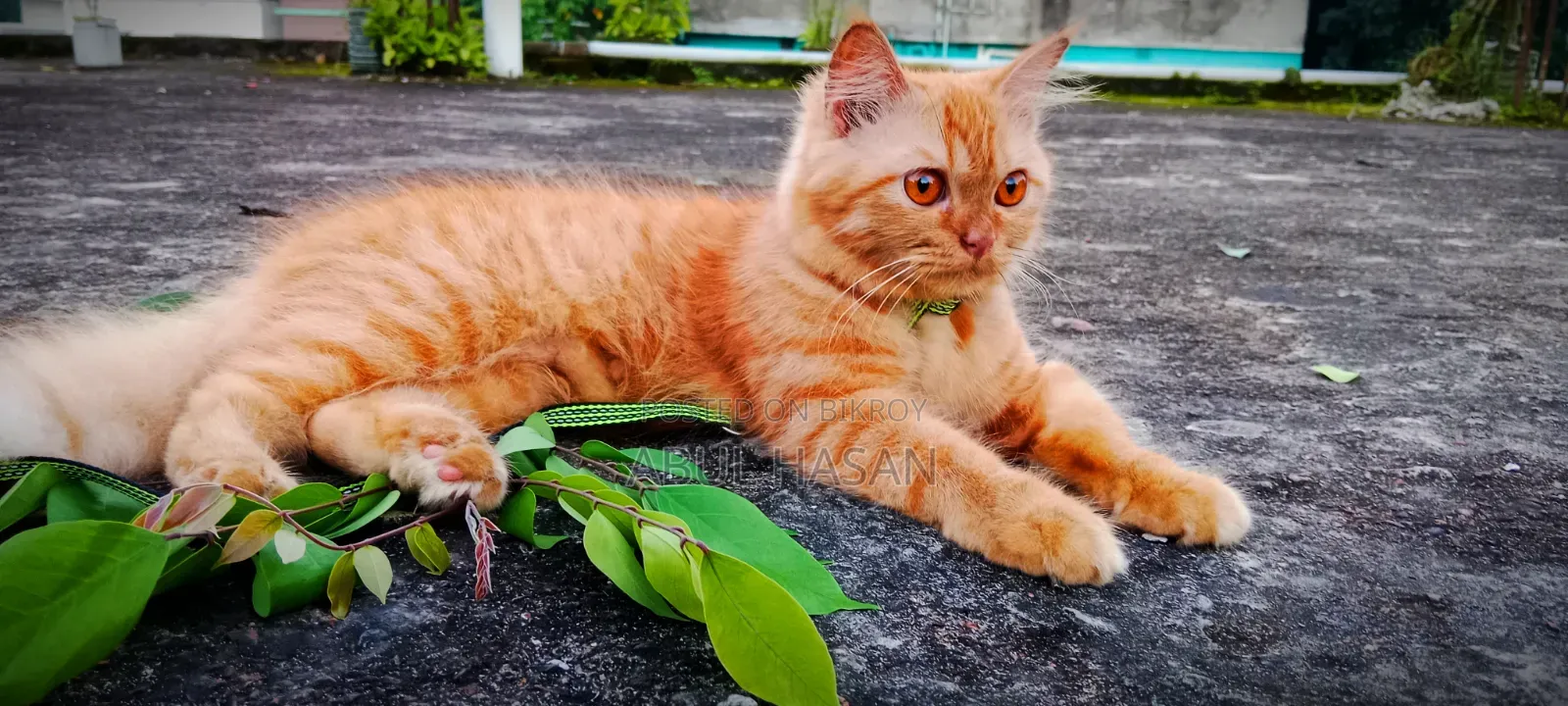 ১+ বছরের মাদি পিওর ব্রিড পার্সিয়ান বিড়াল