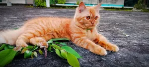 ১+ বছরের মাদি পিওর ব্রিড পার্সিয়ান বিড়াল