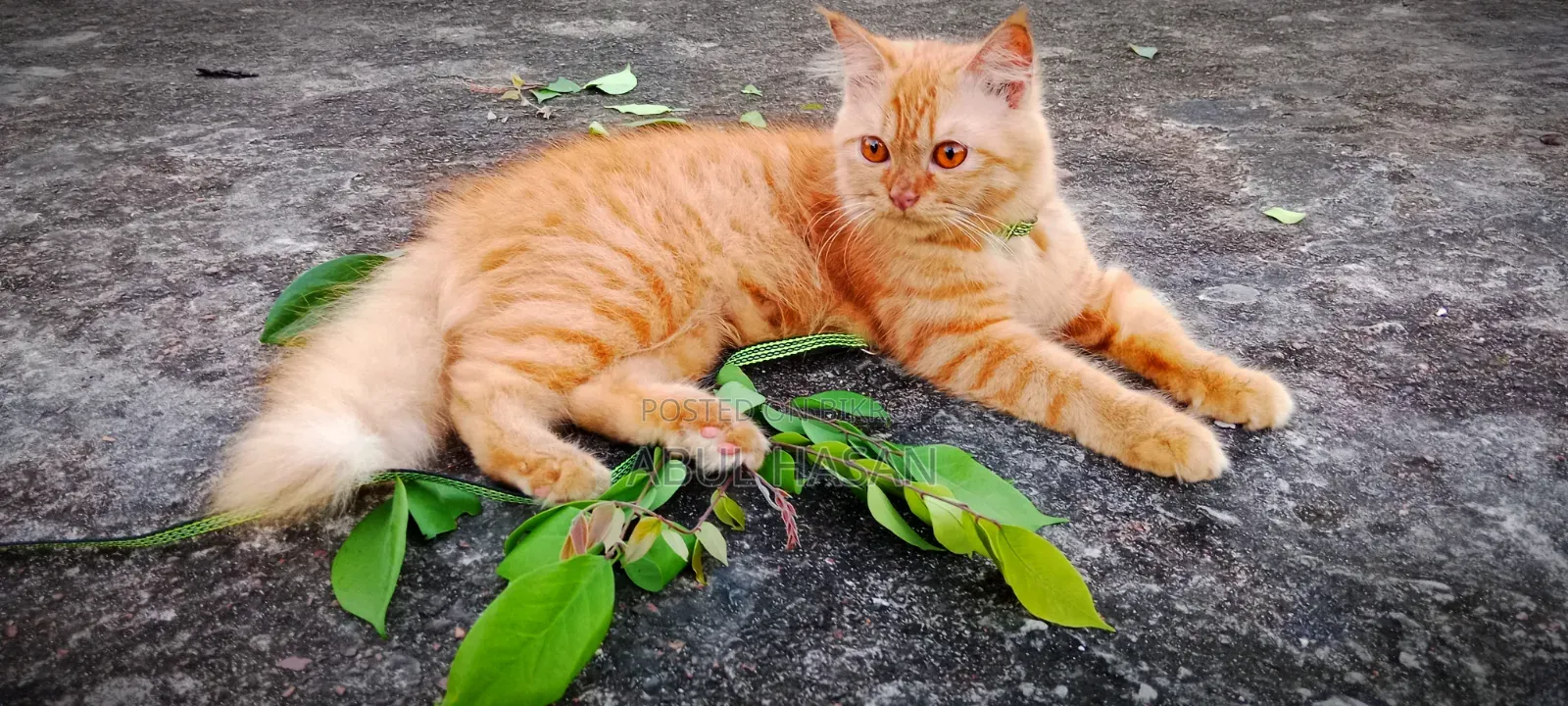 ১+ বছরের মাদি পিওর ব্রিড পার্সিয়ান বিড়াল