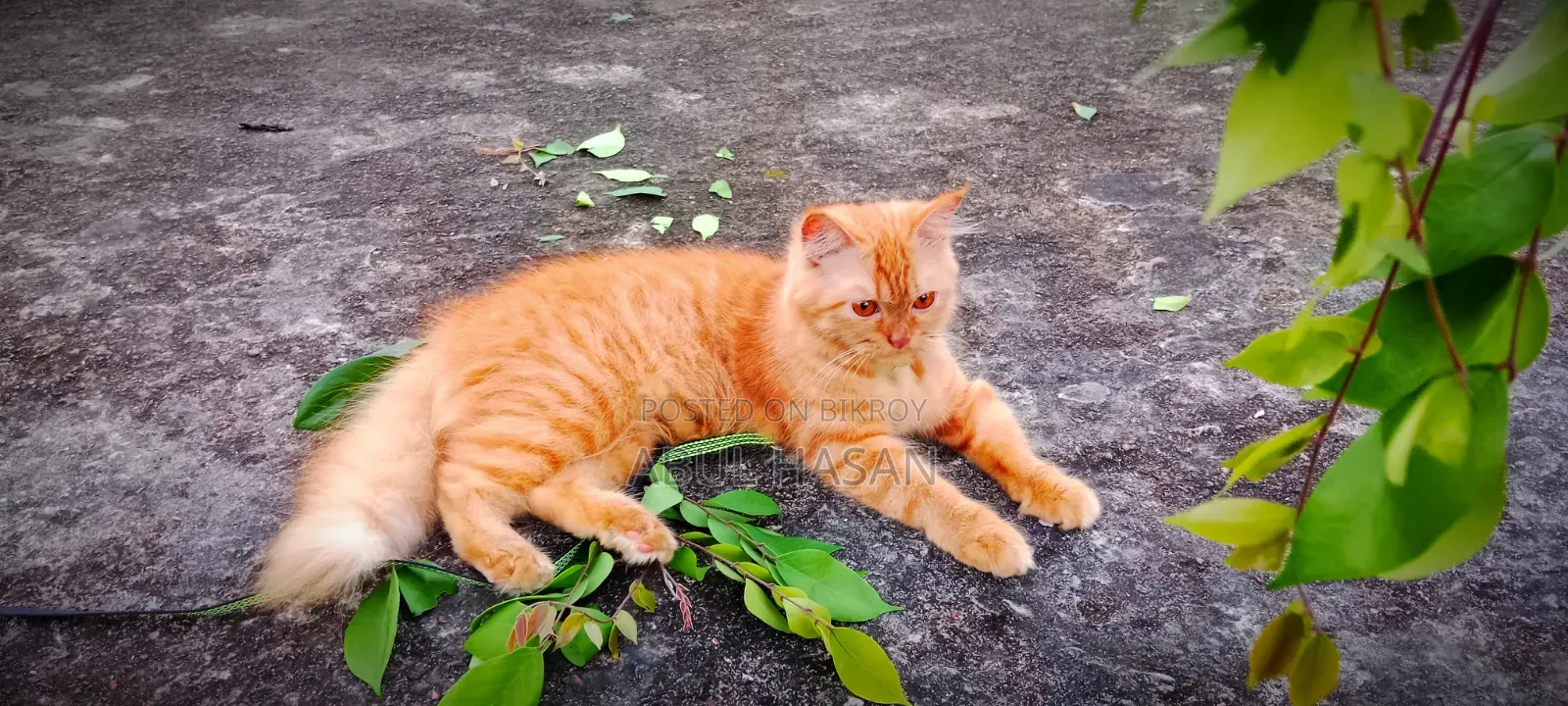১+ বছরের মাদি পিওর ব্রিড পার্সিয়ান বিড়াল