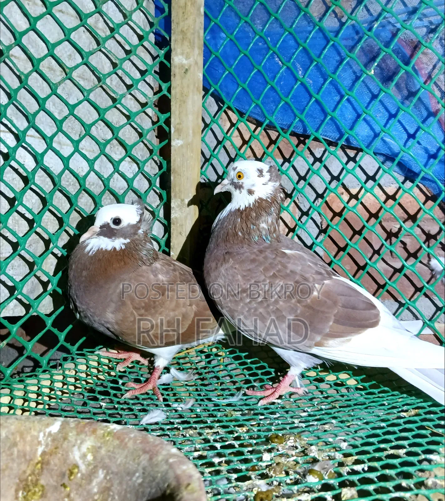 কবুতর বিক্রির জন্য