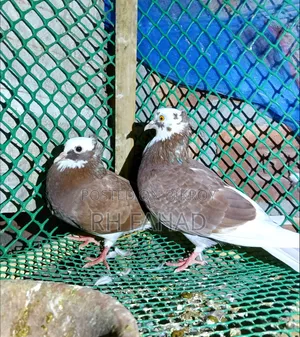 কবুতর বিক্রির জন্য