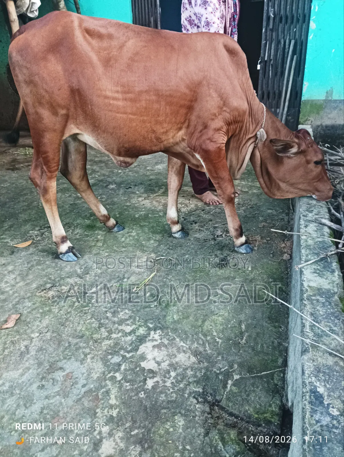 Sahiwal Breed Heifer Calf