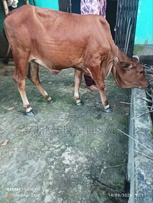 Sahiwal Breed Heifer Calf
