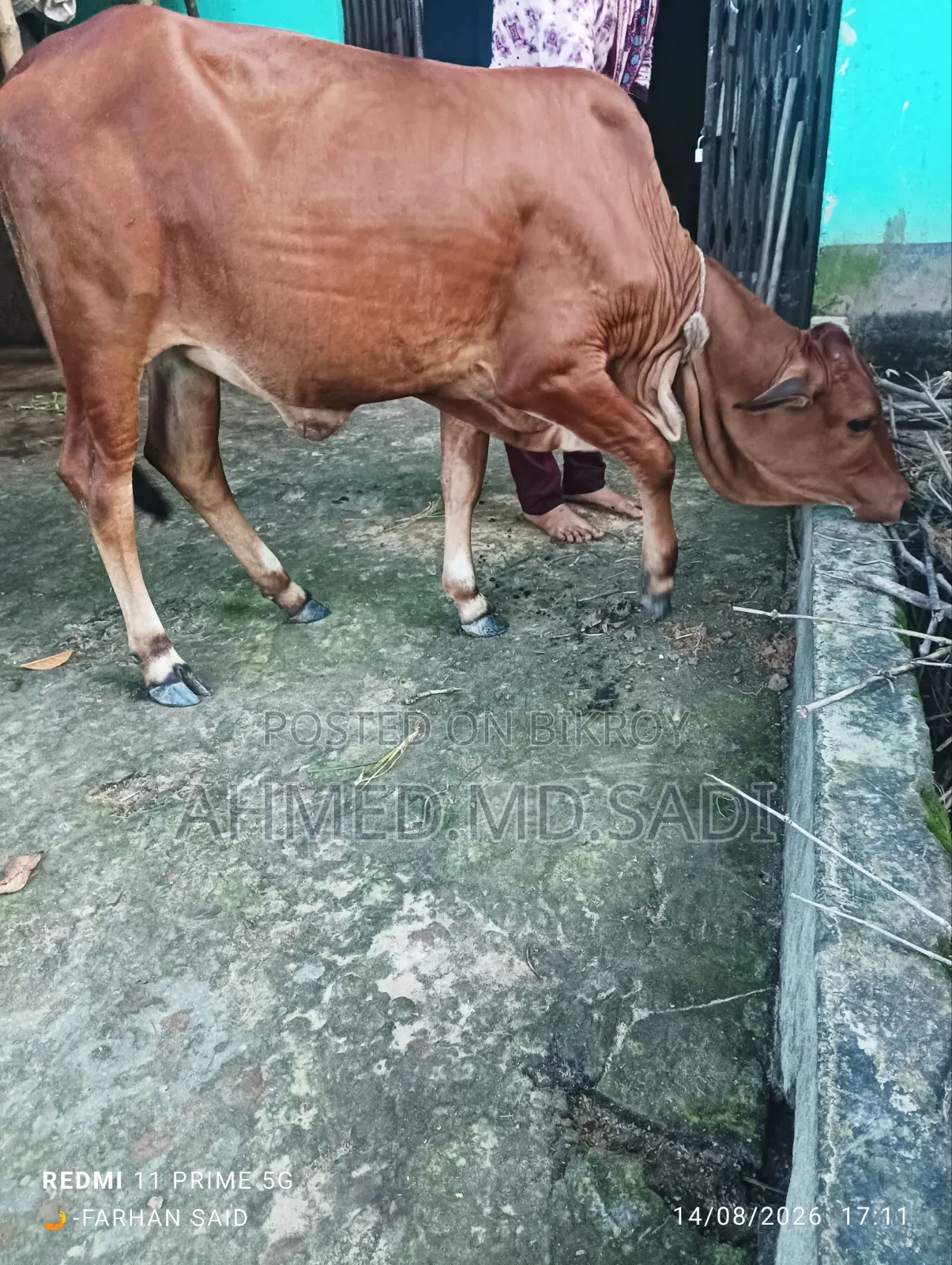 Sahiwal Breed Heifer Calf
