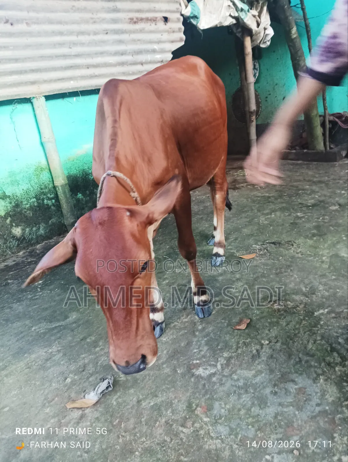Sahiwal Breed Heifer Calf