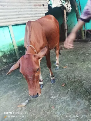 Sahiwal Breed Heifer Calf