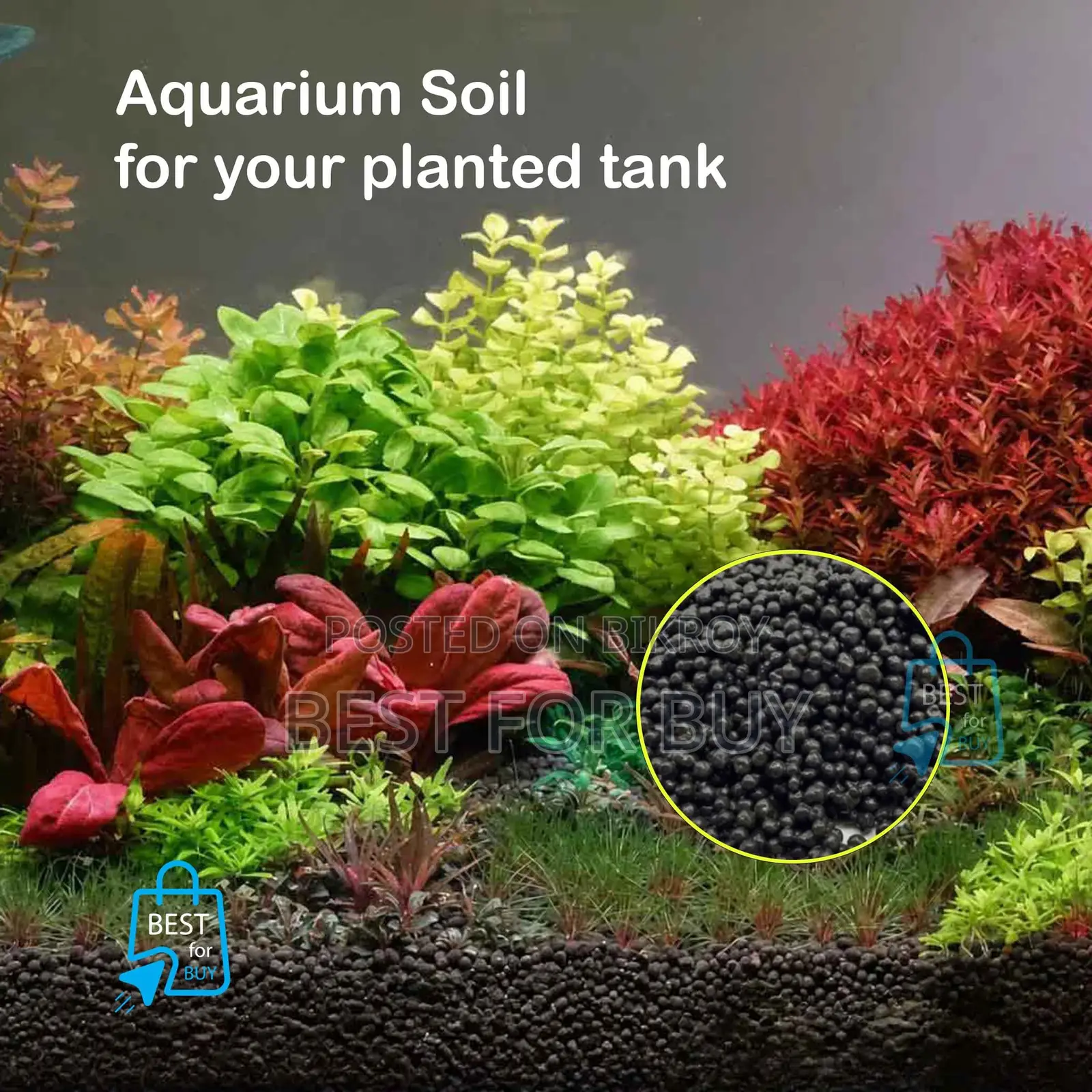 Aquarium Live Plant and Soil and Aquarium Shrimp for Your Tank