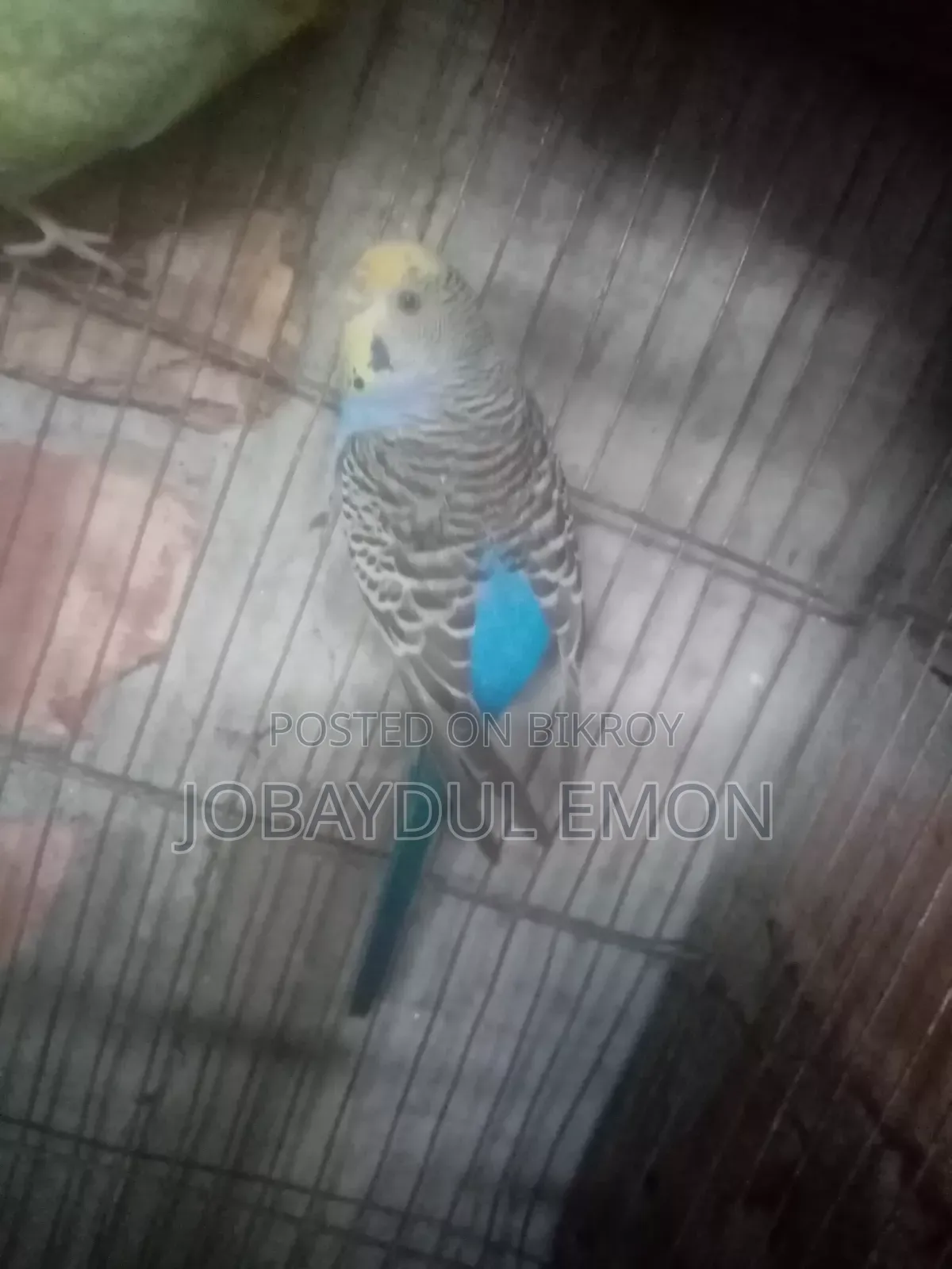 বাজিকর বিক্রি করা হবে