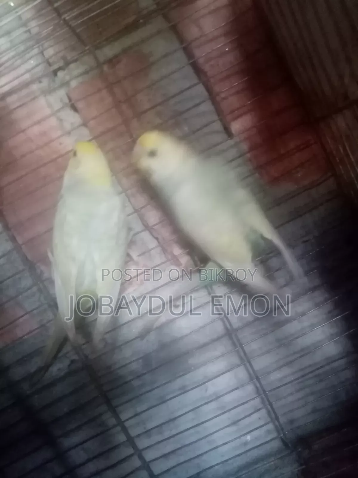 বাজিকর বিক্রি করা হবে