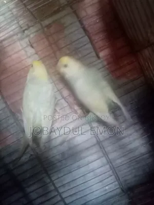 বাজিকর বিক্রি করা হবে