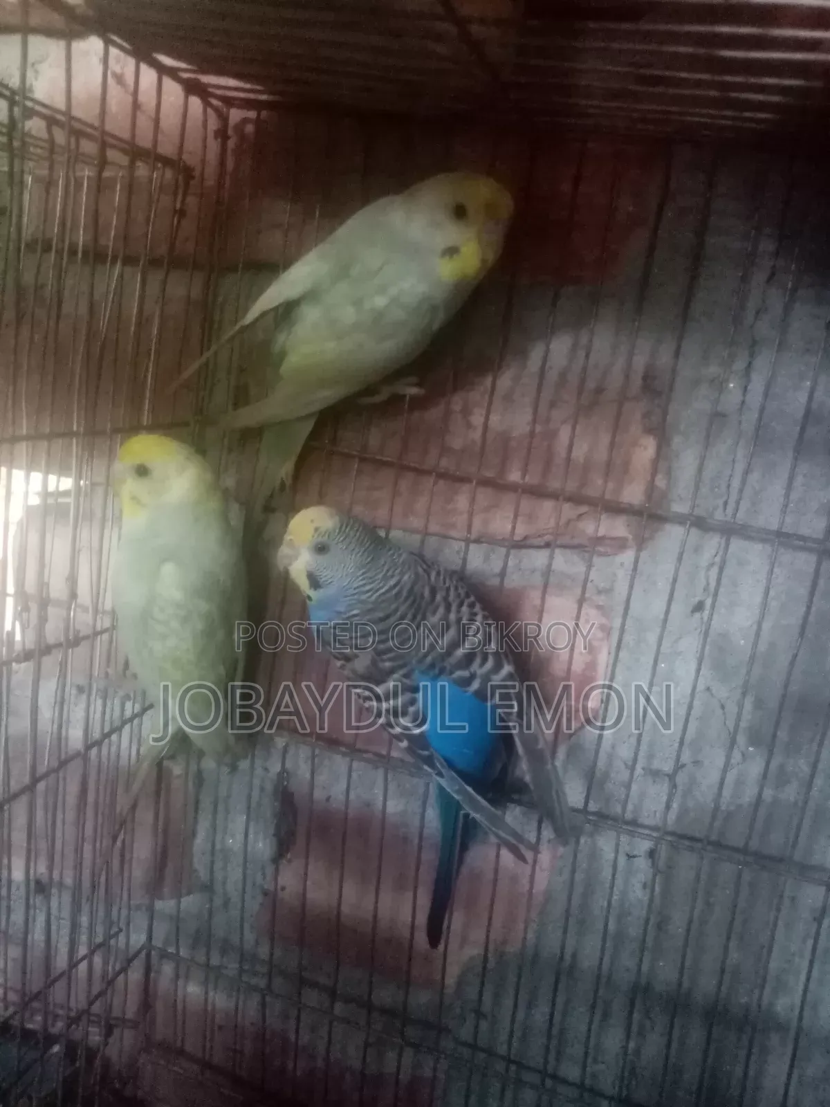 বাজিকর বিক্রি করা হবে