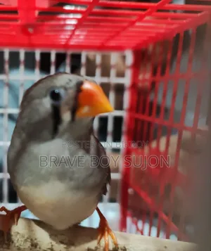 বিক্রি করা হইবে